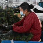People work at a Christmas tree factory