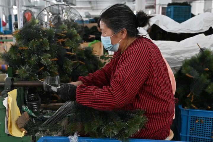 People work at a Christmas tree factory