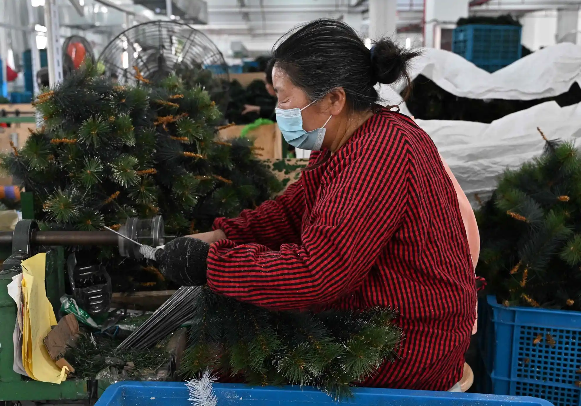 People work at a Christmas tree factory