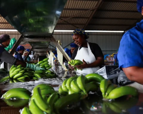 Workers wash banans before packing