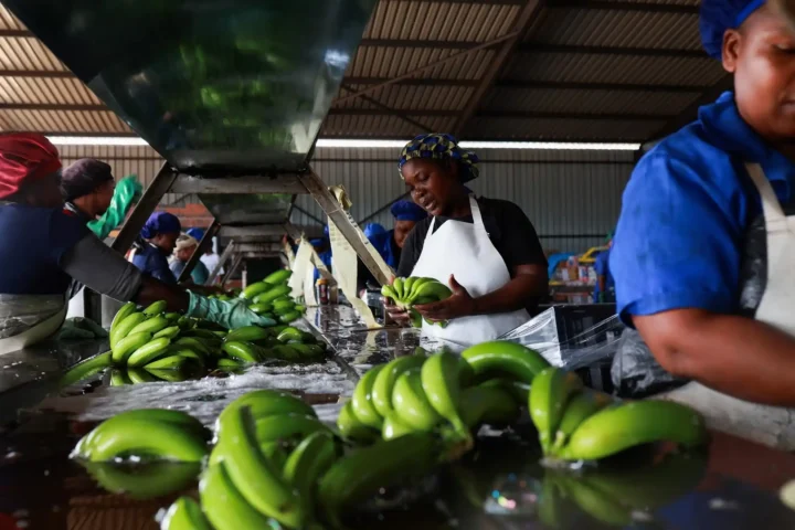 мойка и упаковка бананов