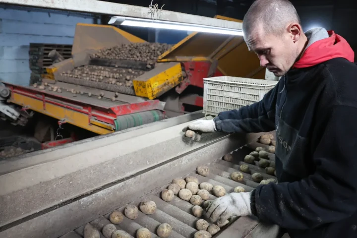 Potato harvesting in Russia