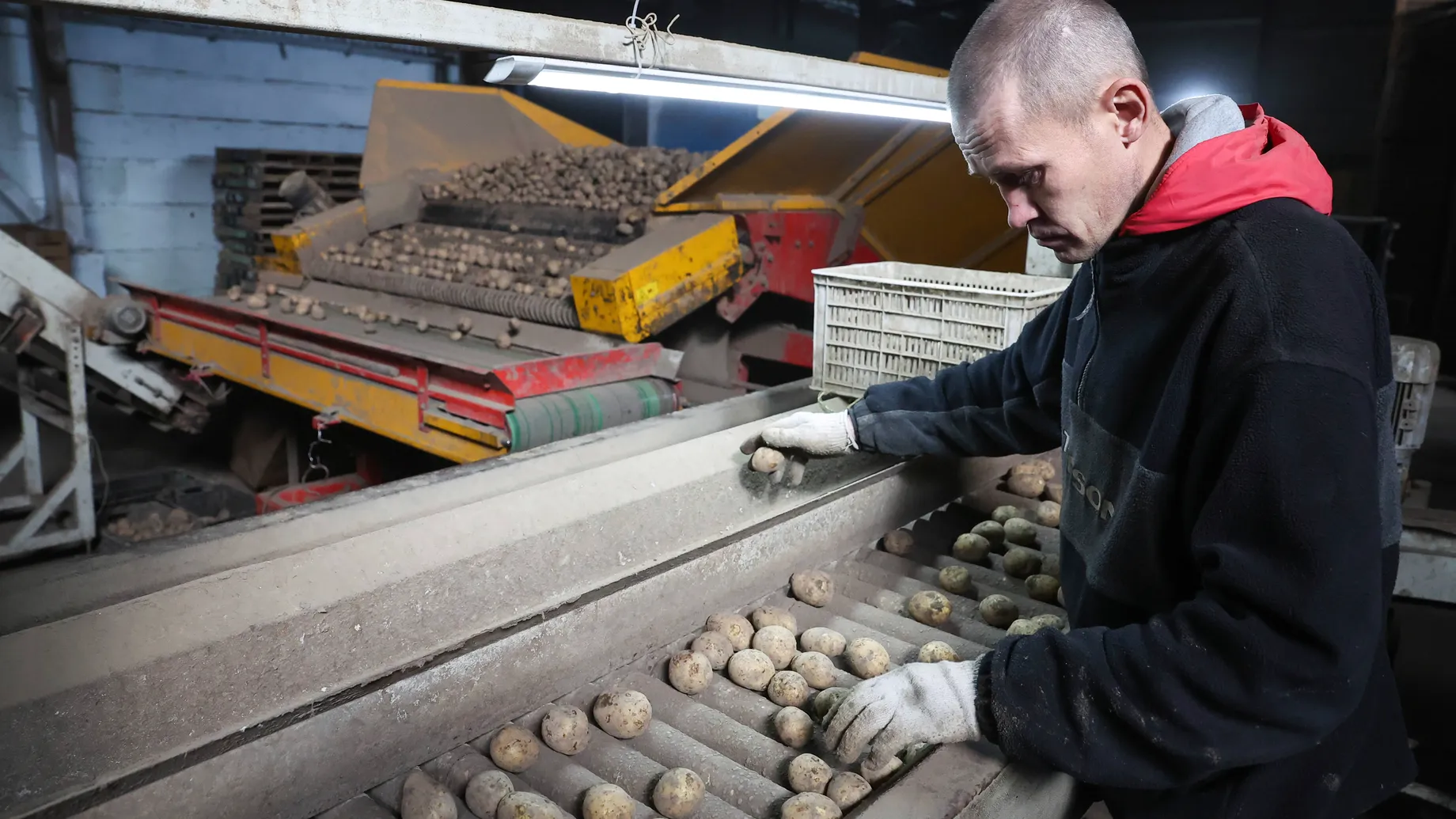 Potato harvesting in Russia