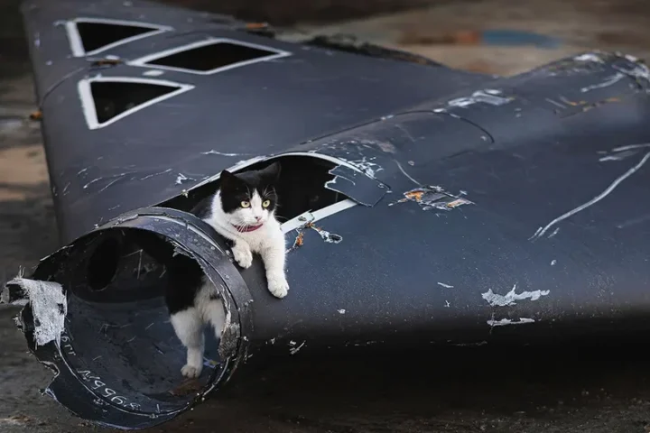 кошка в дроне