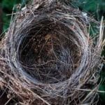заброшенное птичье гнездо