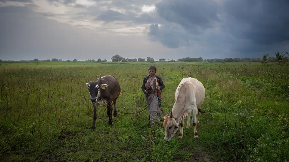 коровы в Индии