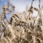 пшеница