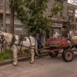 Конная повозка