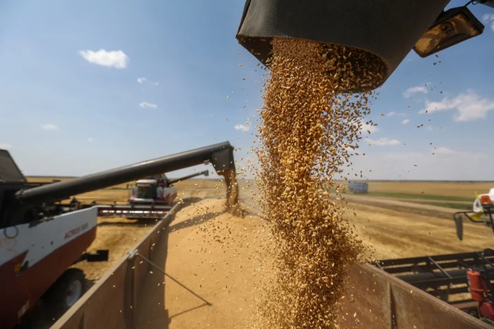 A wheat harvest in Russia
