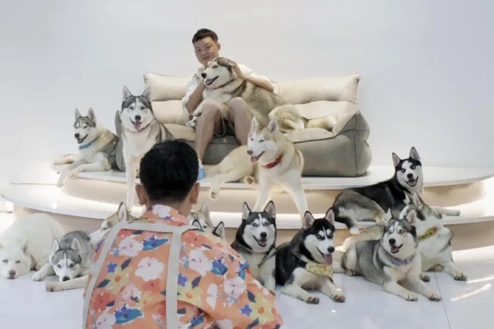 среди хаски