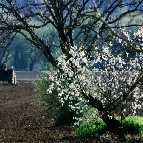 The tractor is plowing